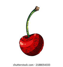 cherry red hand drawn vector. fruit sweet, berry top, ripe steam dessert cherry red sketch. isolated color illustration