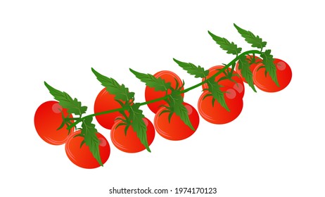 Cherry Red Tomatoes On A Vine, Isolated On White Background