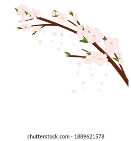 Cherry sakura blossom branch with falling petals, tree. Flowers and petals. Pink asian vector art.