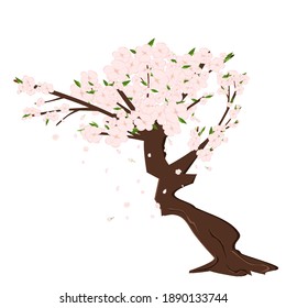 Rama de flores de sakura de cerezo con pétalos en caída, árbol. Flores y pétalos. Arte vectorial de Asia rosa.