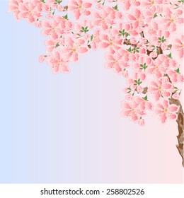 Cherry sakura blossoms Spring  background place for text  vector illustration