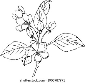 Cherry sakura branch with flowers, doodling style, contour hand drawing.