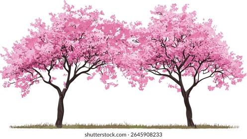 Cherry sakura and Lagerstroemia Crape Myrtle trees in pink blossom, summer urban street, isolated cutout, vector illustration, spring flowers, garden trees, decorative plants, flowering nature.