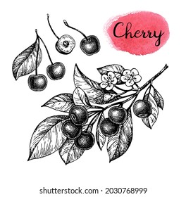 Cherry set. Branch with flowers and fruits. Ink sketch isolated on white background. Hand drawn vector illustration. Vintage style stroke drawing.