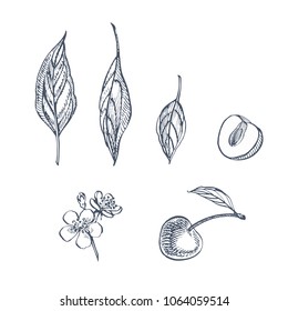 Cherry set. Hand drawn berry isolated on white background. Summer fruit engraved vector style illustration. Great for label, poster, print.