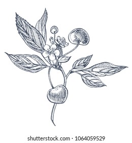 Cherry set. Hand drawn berry isolated on white background. Summer fruit engraved vector style illustration. Great for label, poster, print.