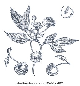 Cherry set. Hand drawn berry isolated on white background. Summer fruit engraved vector style illustration. Great for label, poster, print.