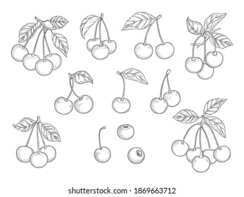 Cherry set. Hand drawn natural healthy fruits vector illustrations set