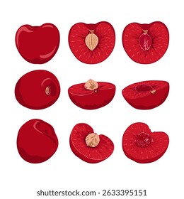 Kirsche.  Set mit ganzen und halben Kirschen aus verschiedenen Blickwinkeln. Beeren Sammlung. Kirsche handgezeichnet.