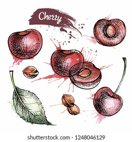 Cherry sketch, berries vector style illustration with watercolor stains. Organic eco food