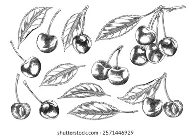 Cherry sketch. Collection with ripe, juicy berries on branches with leaves. Sweet fruits. Garden tree. Organic, fresh, natural. Decorative element. Vector illustration isolated on white background.