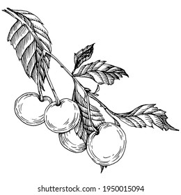 Cherry sketch drawing isolated. Black and white clip art isolated on white background. Antique vintage engraving illustration.