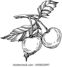 Cherry sketch drawing isolated. Black and white clip art isolated on white background. Antique vintage engraving illustration.
