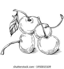 Esbozo de cerezo aislado. Arte de clips en blanco y negro aislado sobre fondo blanco. Ilustración antigua de grabado.