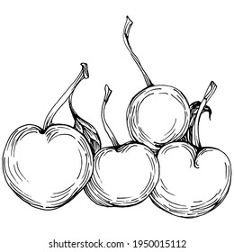 Cherry sketch drawing isolated. Black and white clip art isolated on white background. Antique vintage engraving illustration.