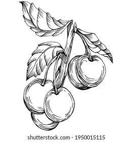 Cherry sketch drawing isolated. Black and white clip art isolated on white background. Antique vintage engraving illustration.