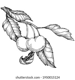 Esbozo de cerezo aislado. Arte de clips en blanco y negro aislado sobre fondo blanco. Ilustración antigua de grabado.