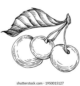 Cherry sketch drawing isolated. Black and white clip art isolated on white background. Antique vintage engraving illustration.