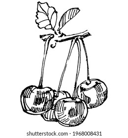 Cherry sketch drawing isolated. Black and white clip art isolated on white background. Antique vintage engraving illustration.