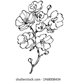 Cherry sketch drawing isolated. Black and white clip art isolated on white background. Antique vintage engraving illustration.