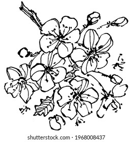 Cherry sketch drawing isolated. Black and white clip art isolated on white background. Antique vintage engraving illustration.