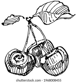 Cherry sketch drawing isolated. Black and white clip art isolated on white background. Antique vintage engraving illustration.