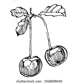 Cherry sketch drawing isolated. Black and white clip art isolated on white background. Antique vintage engraving illustration.
