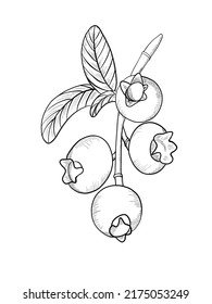cherry sketch drawn in vector stale