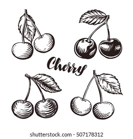 Cherry sketch. Fruits vector illustration