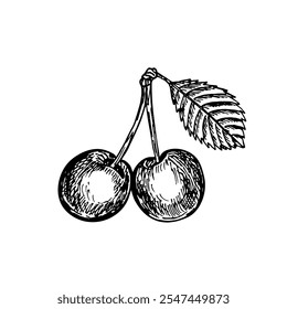 Cherry sketch outline illustration. Simple doodle drawing in engraving style. Hand drawn vector line art clipart