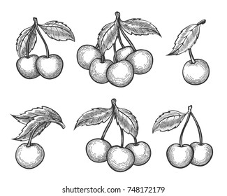 Cherry sketch. Vector engraved or hand drawn dessert cherry wild berries isolated on white background