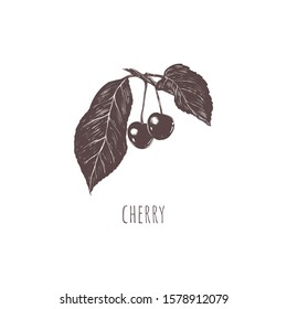 Cherry sketch vector illustration. Cherry branch hand drawing. Cherries Botanical Illustration