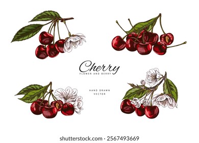 Cherry sprigs with red berries, leaves and flowers sketch. Hand drawn fresh ripe fruit. Summer garden food blossom plant, juicy dessert, farm harvest. Vector floral color illustrations set isolated