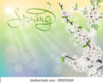 Cherry spring branch with white flowers, sun rays and glare. Vector template for greeting card.