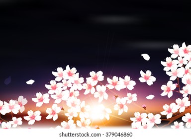 Cherry spring flower background
