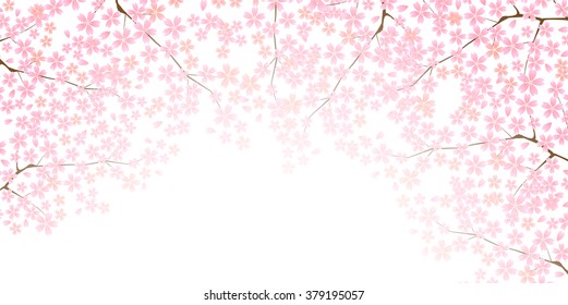 Cherry spring flower background