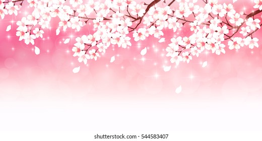 Cherry spring flower background