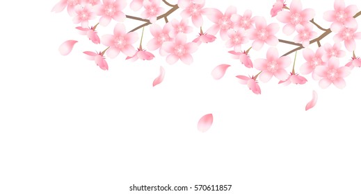 Cherry spring flower background