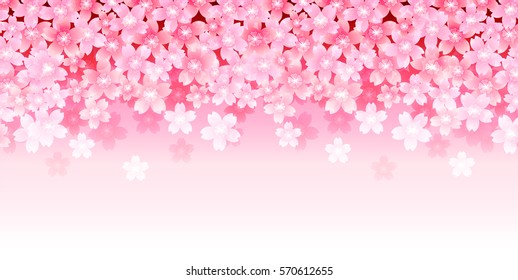 Cherry spring flower background