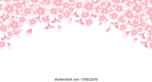 Cherry spring flower background
