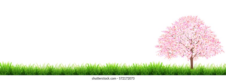 Cherry spring flower background