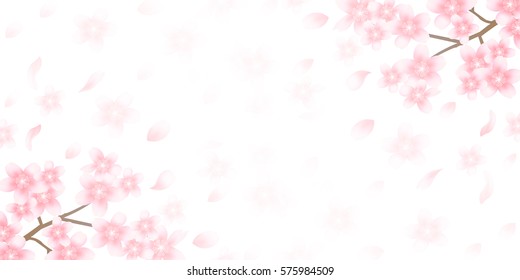 Cherry spring flower background