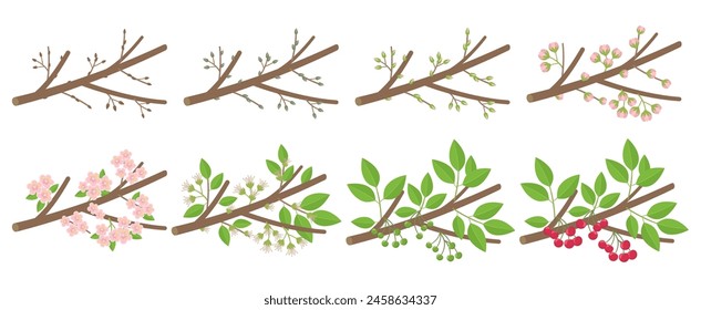 Fruto de cerezo estadios fenológicos de desarrollo de las plantas. Brotando y floreciendo. Período de maduración en una rama. Ilustración vectorial.