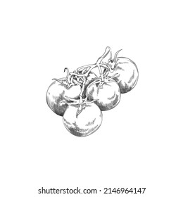 Cherry tomato branch, hand drawn vintage vector illustration isolated on white background. Vegetarian natural tomato in sketch style for food packaging.