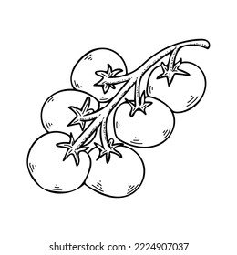 Cherry tomato branch line art. Farm vegetable. Dietary healthy product. Hand drawn vector sketch illustration.