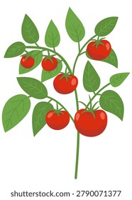 Cherry tomato branch with ripe red fruits and green leaves, homegrown vegetable plant