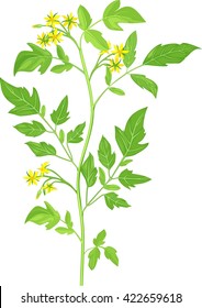 Planta de floración de tomate de cereza