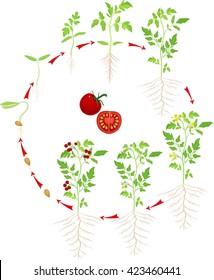 Cherry tomato growing stage