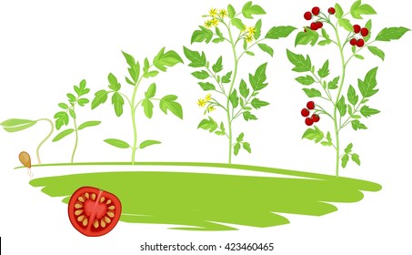 Cherry tomato growing stage