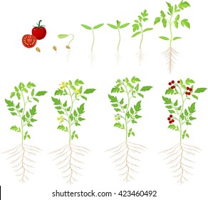 Fase de cultivo del tomate de cereza